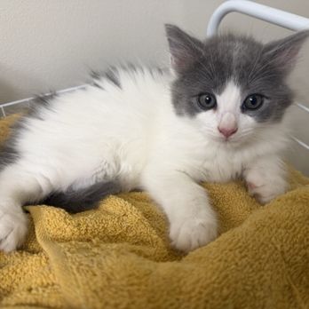 Tiny Tigers Nj Cat Rescue - Animal Shelters Near Me Tiny Tigers Nj Cat Rescue - Animal Shelters Near Me