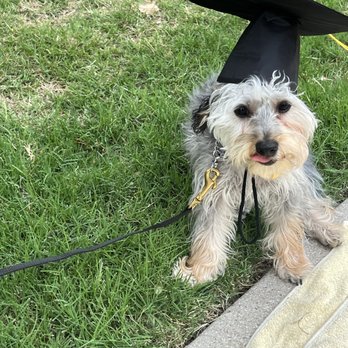 Tristan Trains Dogs - Alfie the on and off leash graduate! - Pet Training Near Me Tristan Trains Dogs - Alfie the on and off leash graduate! - Pet Training Near Me