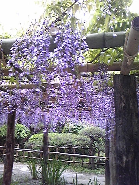 Shiheimachinofuji Chidatei