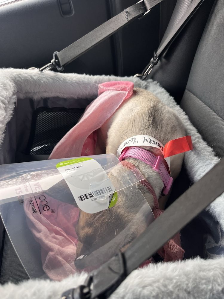 Humane Society of the Piedmont - social services organization in Greensboro, NC