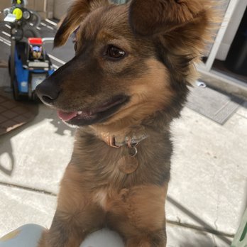 Brush & Pupps Grooming - Before - Pet Groomers Near Me - Pomona, California