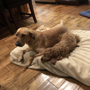 OC Dog Ranch - Pet Training Near Me
