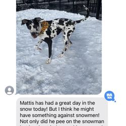 DoggieVIP Philly