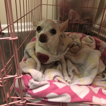 Towne Animal Clinic - Lucky bleeding and doctor didn't put bandages - Veterinarians Near Me - Leesburg, Virginia