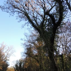 La Taille de l'Arbre - elagage ardeche la taille de l arbre https://plus.google.com/107072893890436601363