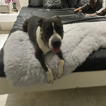 Luxe Pet Hotels - Pet Boarding Near Me - Las Vegas, Nevada