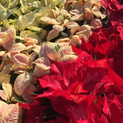 Hethwood Market - Local poinsettias for some winter color!