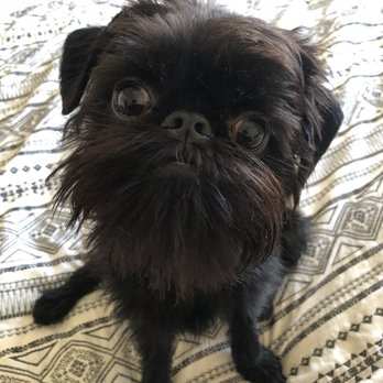 Pro-Groom - Hanks amazing cut - Pet Groomers Near Me - Flagstaff, Arizona