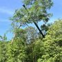 Photo of Lee's Tree Service