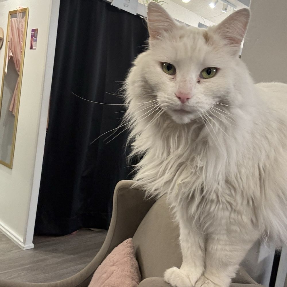 Bling It On Dresses - Shop cat - Formal Wear Near Me - Riverton, Utah
