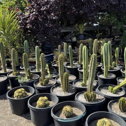 Navarros Mixed Nursery