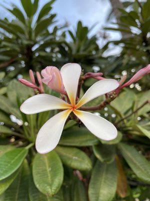 Pineapple Inn Maui by null