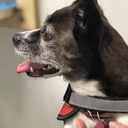 Bonita Pet Care Animal Hospital