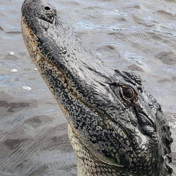 Airboat Adventures - Boat Tours Near Me - Lafitte, Louisiana Airboat Adventures - Boat Tours Near Me - Lafitte, Louisiana