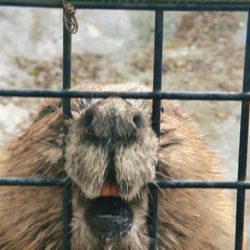 Utica Zoo - Beaver