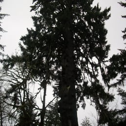 World's Largest Spruce - so huge I couldn't take a picture of the whole thing