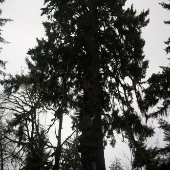 Worlds Largest Spruce Tree - World's Largest Spruce - so huge I couldn't take a picture of the whole thing - Local Flavor Near Me