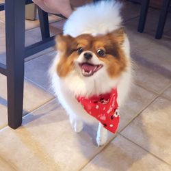 Bay Village Animal Clinic - One of Dr. Pam Pohlman's success stories,  Hollie.