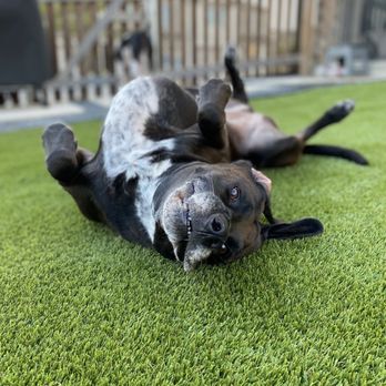 Southern Turf Co. - Stamp of approval from our oldest. - Artificial Turf Near Me - Austin, Texas Southern Turf Co. - Stamp of approval from our oldest. - Artificial Turf Near Me - Austin, Texas