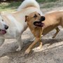 Photo of Brier Creek Pet Hotel