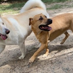 Brier Creek Pet Hotel