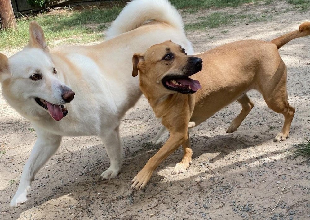 Brier Creek Pet Hotel - pet boarding facility in Morrisville, NC