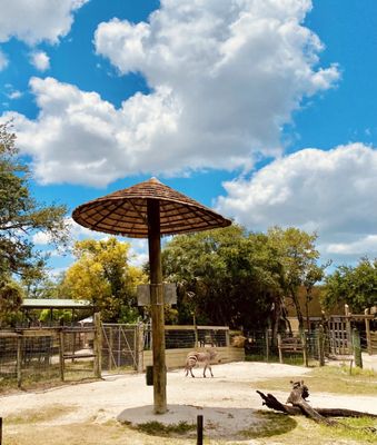 ZooTampa at Lowry Park by null