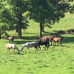 Stone Creek Ranch Barn