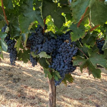 Napa Cellars - Cabernet Sauvignon. - Wineries Near Me - Oakville, California