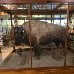 Fairbanks Museum and Planetarium - Bison