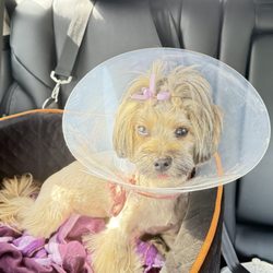 Dana Point Animal Hospital - Banksy is getting better already! So thankful for Dr. Pursley