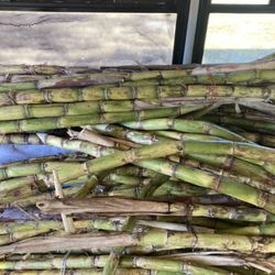 Bamboo Cottage Distributors - Sugarcane