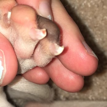 PetSmart Grooming - Bleeding nail - Pet Stores Near Me - Naples, Florida PetSmart Grooming - Bleeding nail - Pet Stores Near Me - Naples, Florida