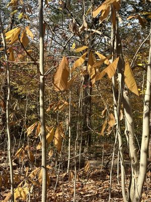 Bowman's Hill Wildflower Preserve by null
