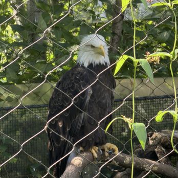 Toronto Zoo - The bald eagle at the zoo - Zoos Near Me - Toronto, Ontario Toronto Zoo - The bald eagle at the zoo - Zoos Near Me - Toronto, Ontario
