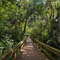 Big Tree Park