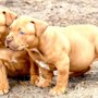 Photo of Chimera XL Bullies