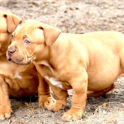 Chimera XL Bullies - ChimeraXL Bullies' puppies from previous litter. Viet Shark's WarBear & ChimeraXL's Nike