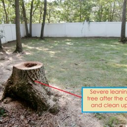 Leaning rotted tree after the cut