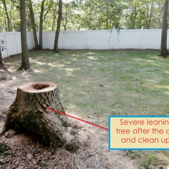 Master Tree Services - Leaning rotted tree after the cut - Tree Services Near Me