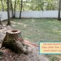Photo of Master Tree Services