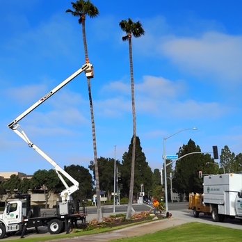 Greene Tree Care - Government center palm tree pruning - Tree Services Near Me - Camarillo, California Greene Tree Care - Government center palm tree pruning - Tree Services Near Me - Camarillo, California