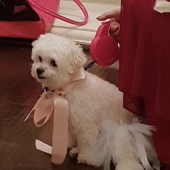 Puppy In Style - Pet Stores Near Me - Los Angeles, California