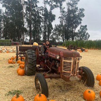 Stanly Lane Pumpkin Patch - Pumpkin Patches Near Me - Napa, California