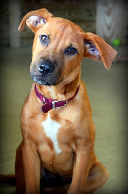 HONOR ANIMAL RESCUE - Updated January 2025 - 20 Photos & 40 Reviews