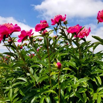 Adelman Peony Gardens - Stunning against bright blue sky - Nurseries & Gardening Near Me - Salem, Oregon