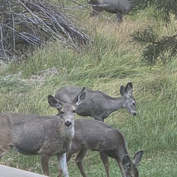 Double Eagle Resort - Oh deer! - Resorts Near Me - June Lake, California Double Eagle Resort - Oh deer! - Resorts Near Me - June Lake, California