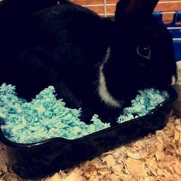 My beautiful bunny. Ted Bunty My beautiful bunny. Ted Bunty