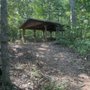 Photo of University of Georgia Lake Herrick/Oconee Forest Trails