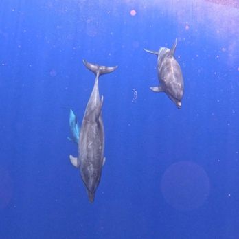 Hawaii Sail Charters - Two bottlenose dolphins. - Boat Tours Near Me - Kailua-Kona, Hawaii
